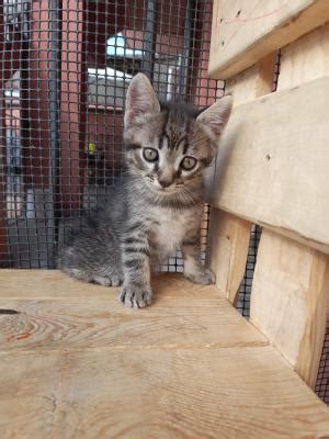 regalo cuccioli torino|Annunci Animali Torino e provincia .